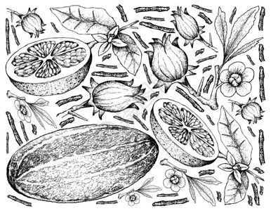 霍霍巴果水果泰国MuskmelonRoselle和白背景孤立的葡萄果插画