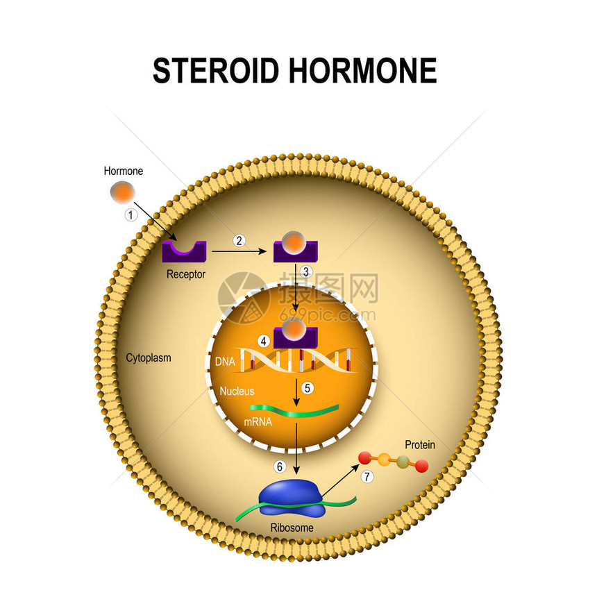 类固醇激素如何起作用激素与细胞内受体的相互作用人体内图片