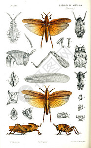 多裂鸡爪槭动物的插图维多利亚的自然历史维多利亚插画