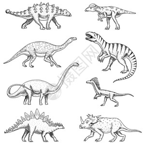 恐龙集三角龙重龙霸王龙龙厚头龙梁龙恐爪龙迅猛龙骨骼化石史前爬行动物背景图片