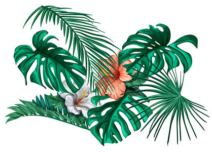 矢量热带叶芙蓉花夏季套装孤立的背景插图丛林森棕榈龟背竹花卉异国植物阿罗哈夏威夷植物框架复古背景图片