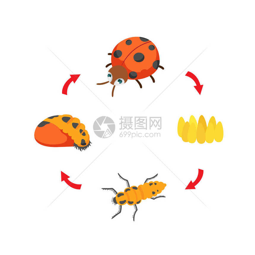 插图生命周期瓢虫图片