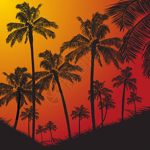 热带棕榈树和草剪影在红色和黄色日落背景图片
