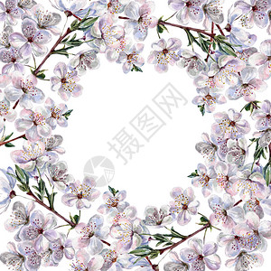 水彩花樱桃花卉插图广场图片