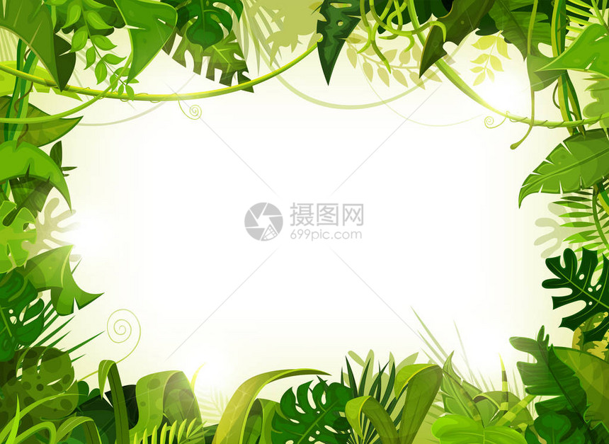 丛林框架带有用热带植物和树木叶和树叶图片