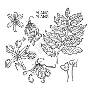 图形依兰集合矢量叶子和花朵在白色背景下被隔离草药和芳香疗法成人和儿图片