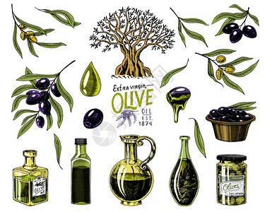 一套橄榄油和树枝瓶装有机素食产品健康饮食的绿色植物用于烹饪食物的黑色水果刻在旧复古素描中的背景图片