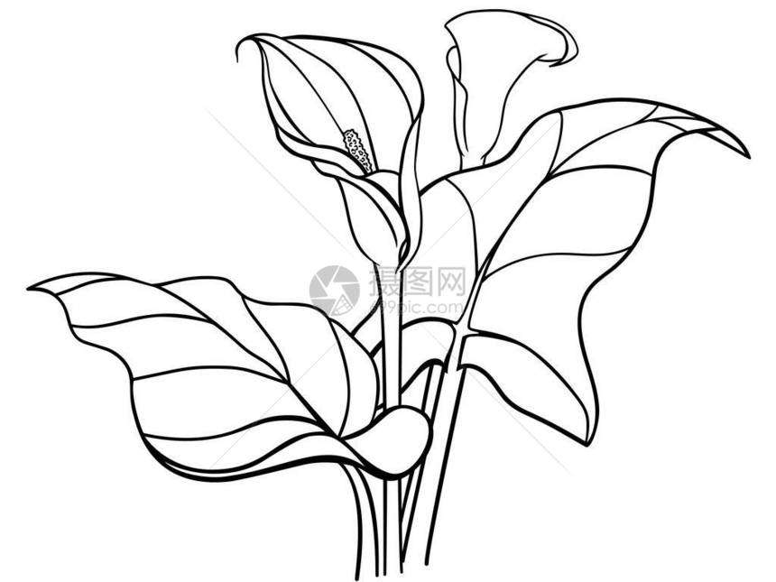 Callas有叶子的花朵布盖白彩花Lilie图片