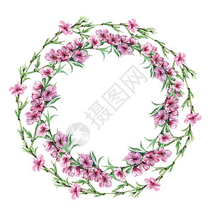 水彩开花的桃子设计花环的插图白色背景图片