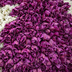 抽象背景紫色花朵的特写图片