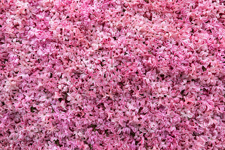 库肯霍夫抽象背景粉红色风信子花的特写镜头插画