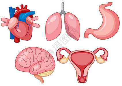 一组人体器官图图片