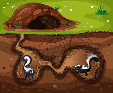 臭鼬住在洞里的插图图片