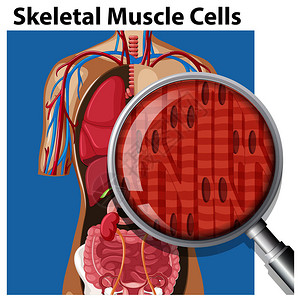 骨骼肌细胞图的载体图片