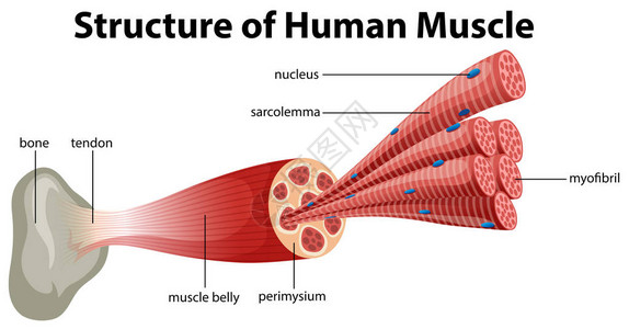 肌原纤维人体肌肉结构图设计图片