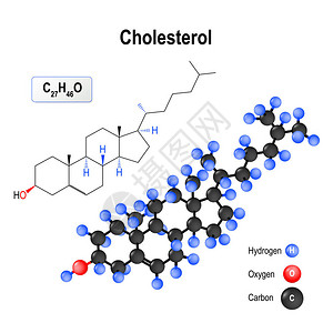 胆固醇是所有动物细胞的有机脂质分子图片
