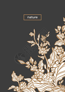 刻有咖啡枝叶豆花的矢量模板黑色背景上的自然金卡花艺线条设计素描复古模板装饰艺术花束背景图片