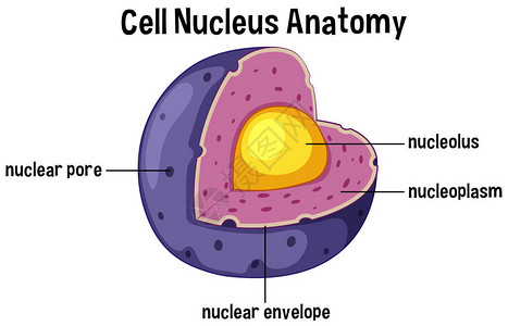 细胞核解剖图解图片