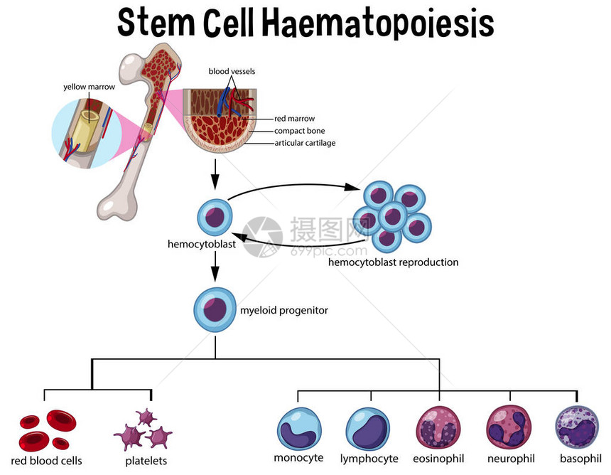 Stem细胞海马托皮图片