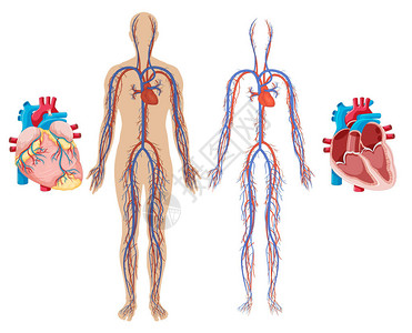 人类心脏和心血管系统图图片
