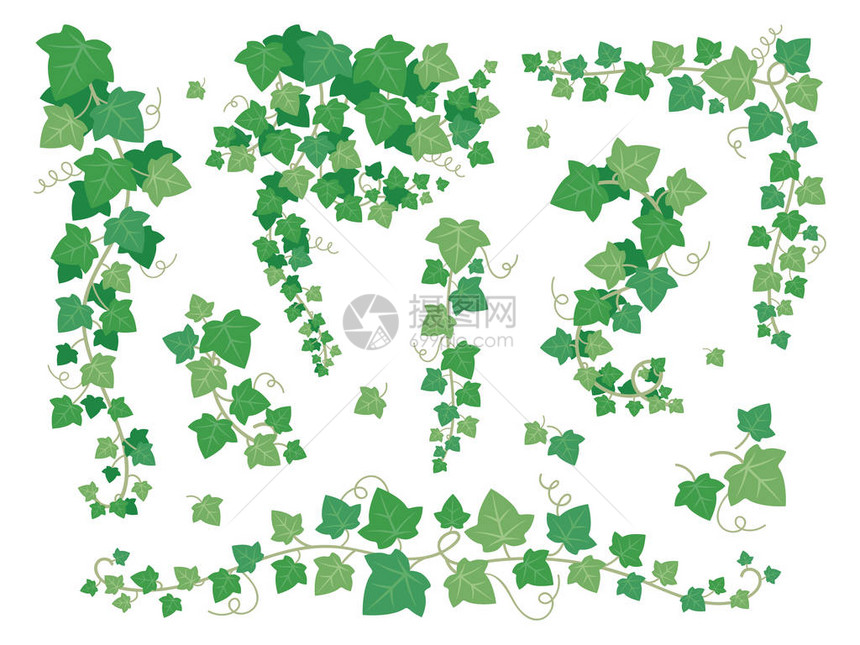 常春藤绿叶悬挂爬行植物分支葡萄葡萄叶攀爬藤本植物在花园墙壁植物爬行者郁葱的绿化阳台园艺矢量集隔图片