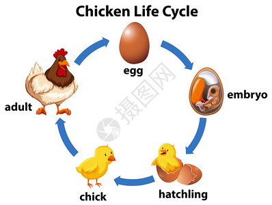 科学鸡生命周期图图片