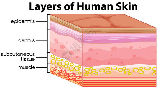 人体皮肤图层人类皮图片