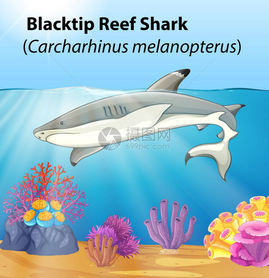 黑鳍礁鲨插图图片