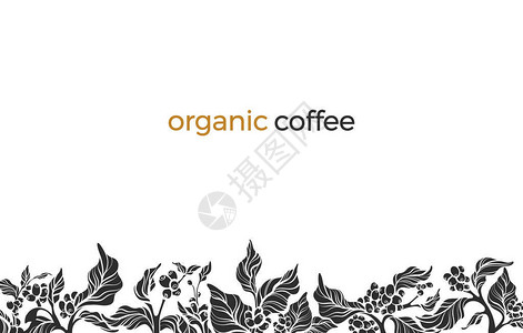 的矢量边框与优雅的咖啡枝叶豆花白色背景上的自然模板花卉形状轮廓设计简单的框架楣边框手绘背景图片