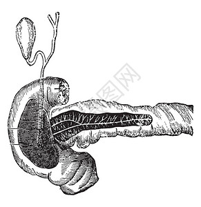 胆汁和胰液的分泌复古雕刻插图图片