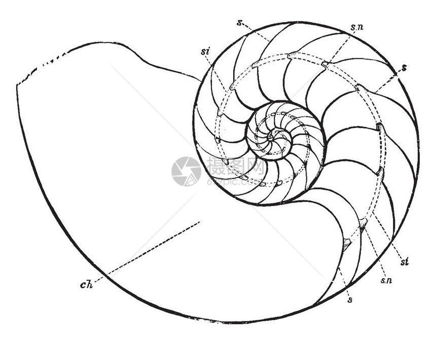 腹部的Nautilus是最著名的纳图卢斯物种古老的线条绘图片