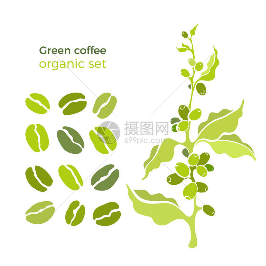 矢量自然集咖啡树绿豆浆果谷物有机食品芳香设计生物形状艺术素描插图白色背景复古手绘组图片