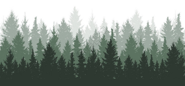森林背景自然景观常绿针叶树松树云杉圣诞背景图片