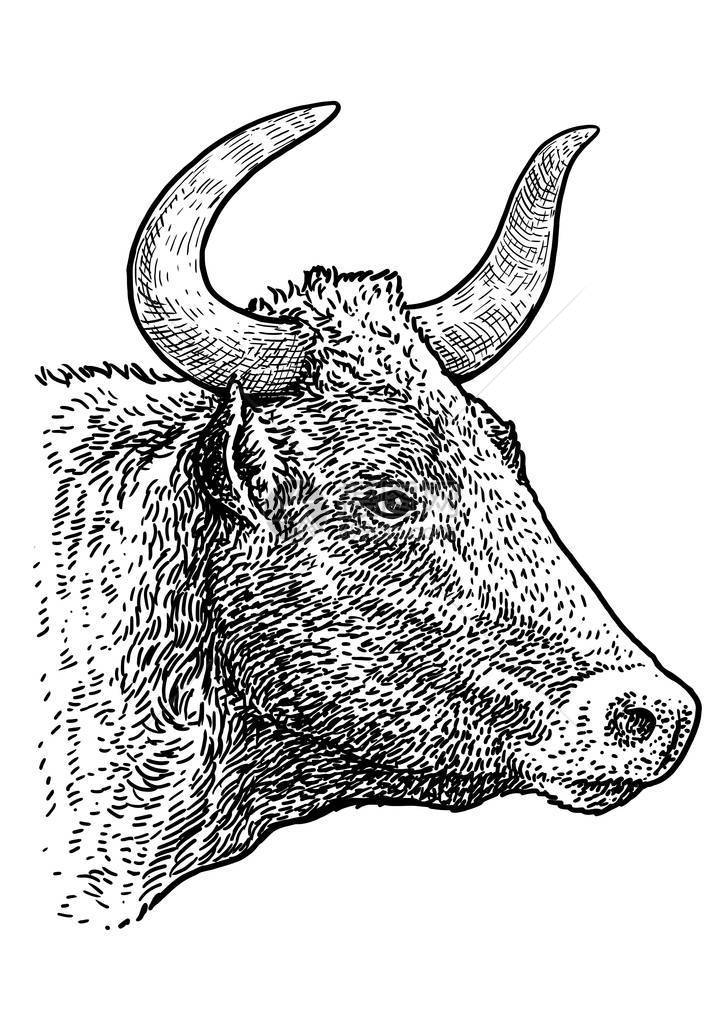 公牛头像插图绘画雕刻墨水线图片