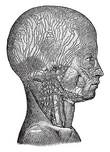 这个插图代表头部和颈部的文法老式线图片