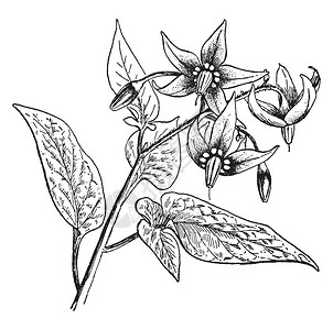 杜若花SolanumDulcamara的通用名称是茄属植物或苦乐参半插画