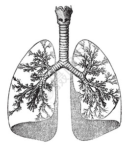 这个插图代表肺和Trachea古老的图片