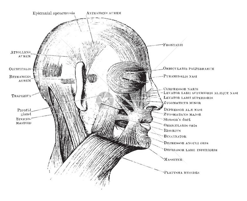 该图示代表头部肌肉古老线条绘图或雕刻图片