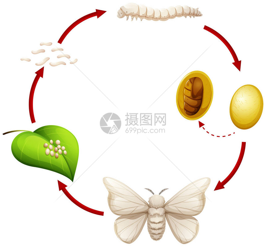 蚕图的生命周期图片