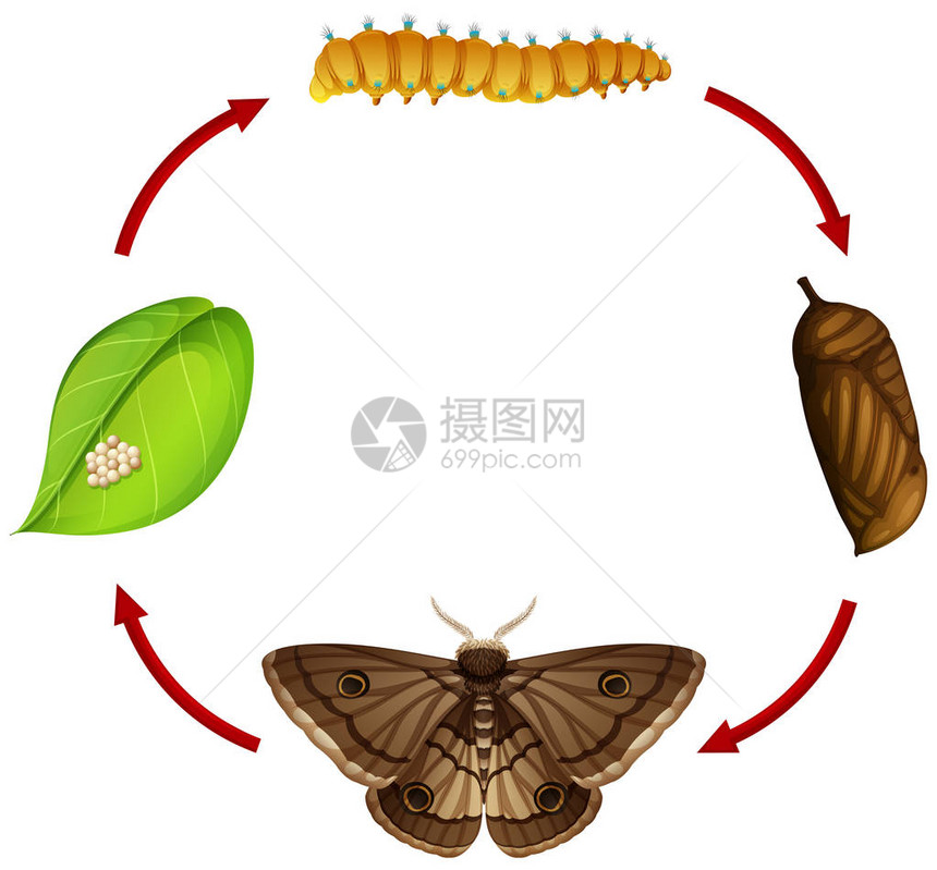 飞蛾生命周期概念图图片