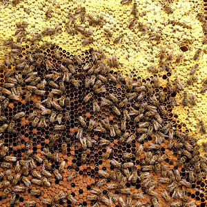 里面装满了金色的蜂蜜蜂窝微距摄影由蜂蜡蜂巢中的黄色甜蜂蜜组成蜜蜂图片