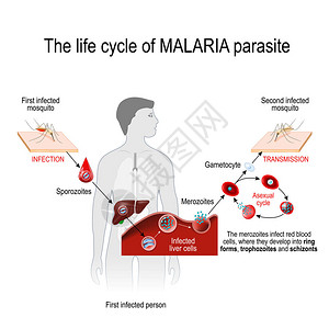 疟疾寄生虫从第一感染的蚊子到第二感染图片