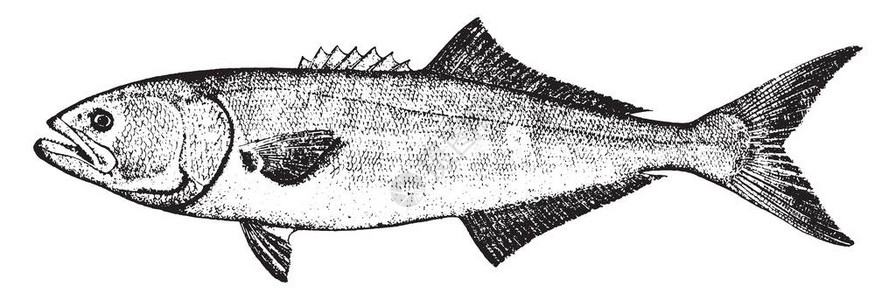 蓝鱼平均重量为3至6磅长线绘图片