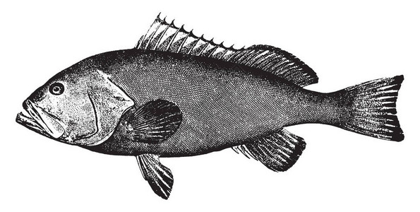 红组是Serranidae家族的鱼类物种图片