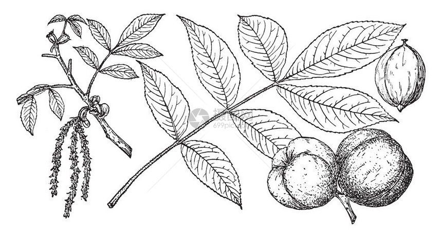 MockernutHickory树的图片它标有分支脊这种树生长在高地区肥沃潮湿排水良好的土壤上水果9月至10月图片
