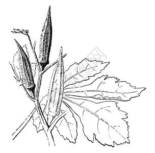 植物形象矢量图背景图片