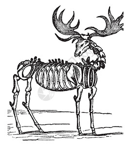 麋鹿化石是巨鹿属中一种已灭绝的鹿种图片