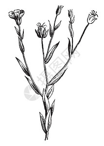 它也被称为亚麻籽它属于亚麻科这是一种观赏植物背景图片