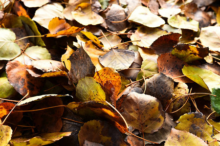 黄色和棕色秋叶的抽象图像图片