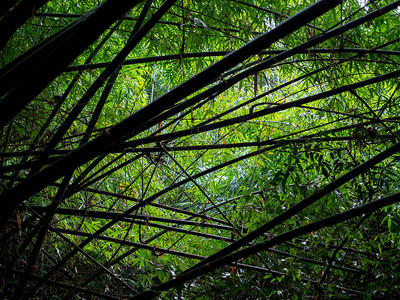 热带雨林背景中竹子的剪影与光抽象竹树图片